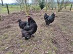 2 brahma hennen kippen, Dieren en Toebehoren, Pluimvee, Vrouwelijk, Kip
