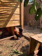 Prachtige haan, Dieren en Toebehoren, Pluimvee | Toebehoren, Ophalen, Zo goed als nieuw, Overige typen