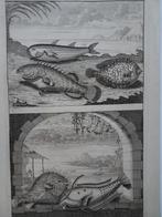 2 etsen tropische vissen nr 7 met kogelvis, Indonesië, 1724, Antiek en Kunst, Kunst | Etsen en Gravures, Verzenden