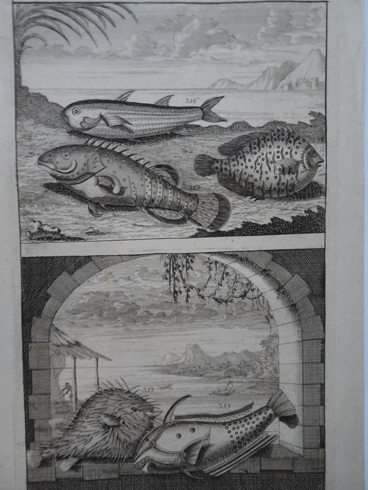 2 etsen tropische vissen nr 7 met kogelvis, Indonesië, 1724, Antiek en Kunst, Kunst | Etsen en Gravures, Verzenden