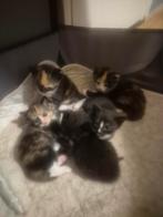 Kat en kittens, Meerdere dieren