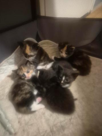 Kat en kittens  beschikbaar voor biedingen