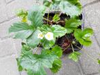 DIVERSE POTTEN BIOLOGISCHE AARDBEI PLANTEN, Tuin en Terras, Planten | Tuinplanten, Ophalen of Verzenden, Vaste plant, Overige soorten