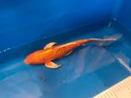 Oranje doitsu flinder butterfly koi 25cm, Dieren en Toebehoren, Vissen | Vijvervissen, Karper of Koi