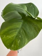 Monstera deliciosa albo variegata, Ophalen of Verzenden, Overige soorten, Minder dan 100 cm