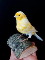 Opgezette kanarie, Ophalen of Verzenden, Nieuw, Vogel, Opgezet dier