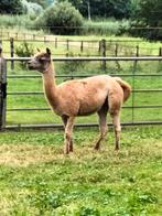 te koop mooie dr. alpaca merrie en alpaca schimmel hengst, Dieren en Toebehoren, Mei, Vrouwelijk