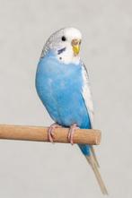 Grasparkiet vrouw, Dieren en Toebehoren, Vogels | Parkieten en Papegaaien, Vrouwelijk, Parkiet