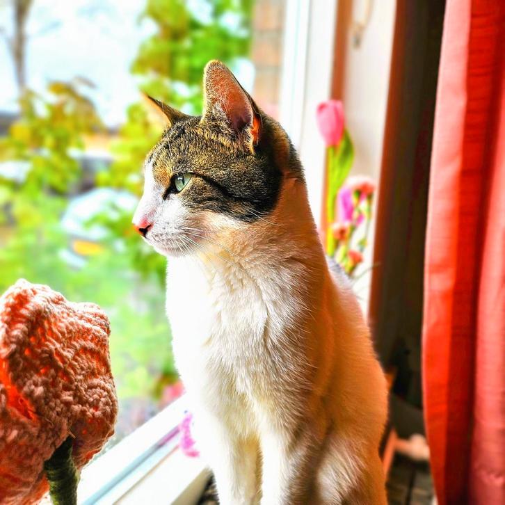 Kater MAX  3 jaar 💙, Dieren en Toebehoren, Katten en Kittens | Overige Katten, Kater