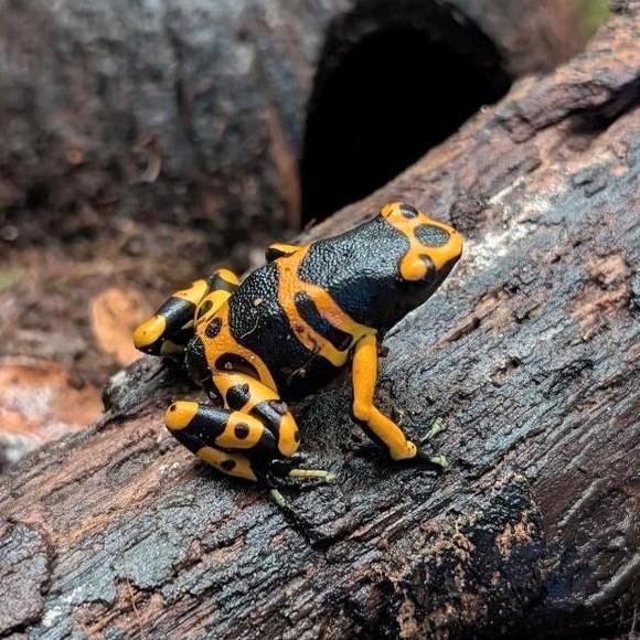 Dendrobates, Phyllobates en meer!
