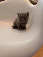 Kittens britse korthaar - British Shorthair katjes, Dieren en Toebehoren, Katten en Kittens | Raskatten | Korthaar, Poes, 0 tot 2 jaar
