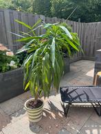 Yucca Plant in Pot, Tuin en Terras, Volle zon, Vaste plant, Bloeit niet, Ophalen