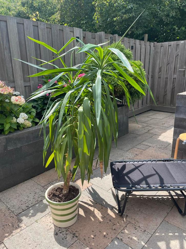 Yucca Plant in Pot, Tuin en Terras, Planten | Tuinplanten, Vaste plant, Overige soorten, Volle zon, Bloeit niet, Ophalen