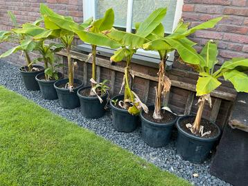 Bananenplanten voor een KOOPJE!!! beschikbaar voor biedingen