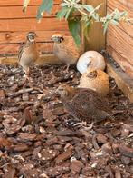 Japanse kwartels, Vrouwelijk, Overige soorten