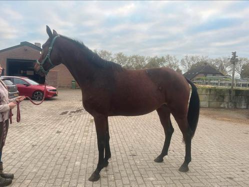 Te koop 4 jarige ruin als weidemaatje, Dieren en Toebehoren, Paarden, Ruin, Onbeleerd, 165 tot 170 cm, 3 tot 6 jaar, Springpaard