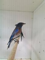 1-1 blauwkeel sialia, Dieren en Toebehoren, Vogels | Overige Vogels, Meerdere dieren, Tropenvogel, Geringd