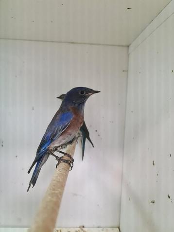 1-1 blauwkeel sialia beschikbaar voor biedingen