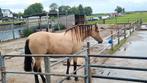 Leuke leergierige en enthousiaste verzorgster gezocht, Dieren en Toebehoren, Paarden en Pony's | Overige Paardenspullen, Ophalen of Verzenden