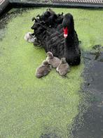 Kweekkoppel zwarte zwanen, Dieren en Toebehoren, Pluimvee, Meerdere dieren, Gans of Zwaan