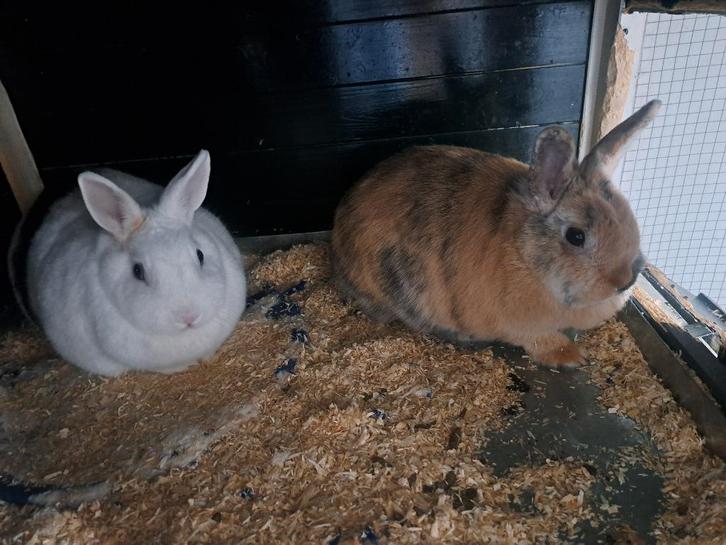 Konijnen, Dieren en Toebehoren, Konijnen, Dwerg, Vrouwelijk, 0 tot 2 jaar