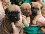 Prachtige pups zoeken een lief baasje, Rabiës (hondsdolheid), Reu, 8 tot 15 weken, Groot