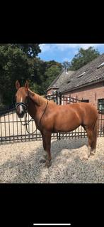Verzorger gezocht, Dieren en Toebehoren, Paarden en Pony's | Verzorgingsproducten, Ophalen of Verzenden