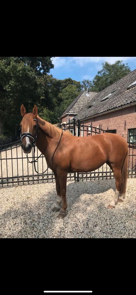 Verzorger gezocht, Dieren en Toebehoren, Paarden en Pony's | Verzorgingsproducten, Ophalen of Verzenden