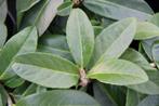 Laurier 'Mount Vernon' / Prunus laurocerasus ‘Mount Vernon', Ophalen of Verzenden, Laurier, Struik, Minder dan 100 cm