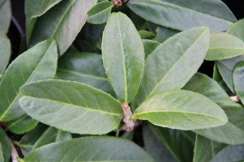 Laurier 'Mount Vernon' / Prunus laurocerasus ‘Mount Vernon', Tuin en Terras, Planten | Struiken en Hagen, Struik, Laurier, Minder dan 100 cm