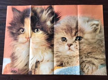Oude POP FOTO Poster Poezen van Pussycat  Limbutg beschikbaar voor biedingen