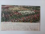 Noord-Holland Tulpenveld 1905, Verzamelen, Gelopen, Noord-Holland, Ophalen of Verzenden, Voor 1920