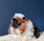 Prachtig Baby cavia zeugje 3 kleur met borstels, Dieren en Toebehoren, Knaagdieren, Cavia, Vrouwelijk, Tam, September