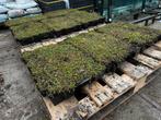 8 Sedum cassettes 60x40cm - Groendak, Ophalen, Zo goed als nieuw, Minder dan 10 m², Gras
