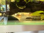 L144 algeneters korte vinnen, Dieren en Toebehoren, Vissen | Aquariumvissen, Vis