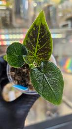 Alocasia Antoro Velvet Variegata, Ophalen of Verzenden