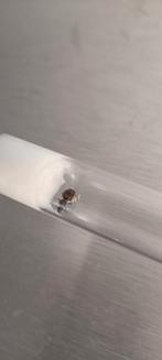 Lasius Niger koningin met eitjes, Dieren en Toebehoren, Insecten en Spinnen, Mieren