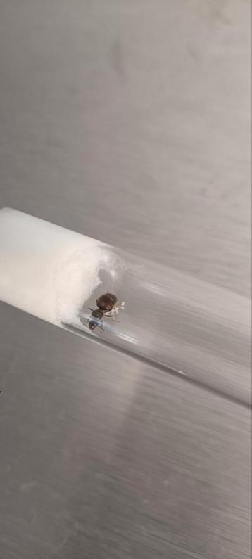 Lasius Niger koningin mier met eitjes beschikbaar voor biedingen