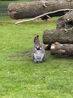Wallaby man / wallabies, Dieren en Toebehoren, Overige Dieren, Juni, Mannelijk