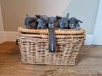 5 aanhankelijke baby konijntjes otter blauw - minilop x nhd, Dieren en Toebehoren, Konijnen, Meerdere dieren, Dwerg, Hangoor