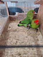 Koppel taranta's., Dieren en Toebehoren