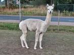 Alpaca hengst, Dieren en Toebehoren, April, Mannelijk