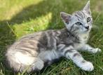 Super lieve  kater silver kleurig mag gelijk mee, Meerdere dieren, Ontwormd, 0 tot 2 jaar