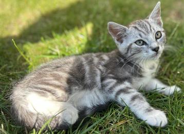 Super lieve  kater silver kleurig mag gelijk mee   beschikbaar voor biedingen