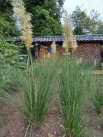 pampasgras, siergras, Cortaderia, Ophalen, Volle zon, Vaste plant, Siergrassen