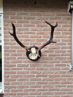 Mooi Donker Edelhert Gewei Jacht Mancave Jagen e23, Verzamelen, Dierenverzamelingen, Ophalen, Gebruikt, Hert, Gewei of Kop