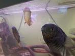 Kweekkoppels oscar, heros, krobias, Dieren en Toebehoren, Vissen | Aquariumvissen, Vis