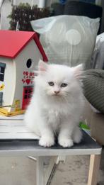 Eindhoven, Dieren en Toebehoren, Katten en Kittens | Dekkaters, 0 tot 2 jaar