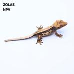 Tricolor wimpergekko Correlophus ciliatus JOKERGECKOS, Hagedis