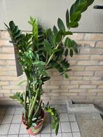 Grote Echte plant., Huis en Inrichting, Kamerplanten, Ophalen, Halfschaduw, Minder dan 100 cm